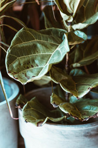 Close up of plant in a white pot